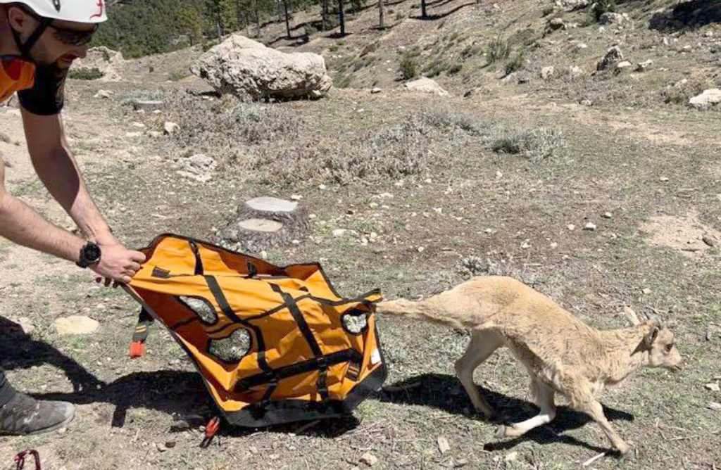 Los servicios de emergencia rescatan a una cra de arru en los Pozos de la Nieve